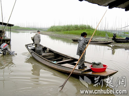 一夜喜雨洪湖水位上涨8厘米 农民披雨衣插中稻