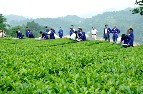 宜都：农机竞赛采茶忙