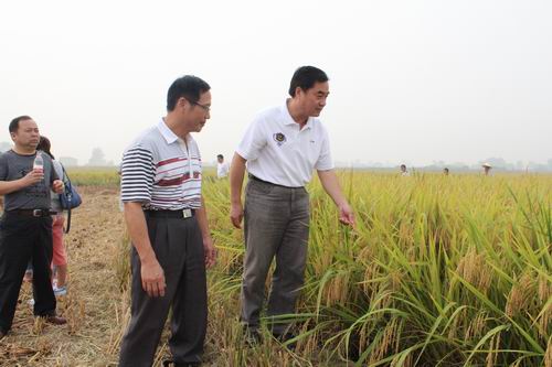 中稻机收开镰 农民笑声连年