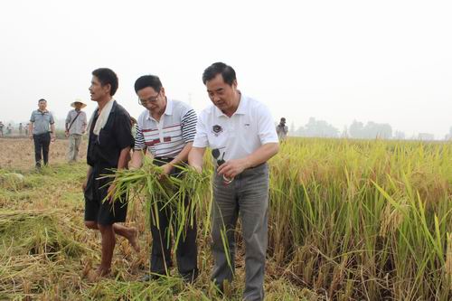中稻机收开镰 农民笑声连年