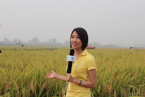 中稻机收开镰 农民笑声连年