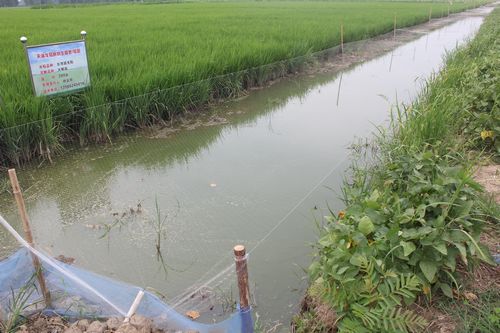省总站、省协会组织考察学习潜江、天门“稻虾