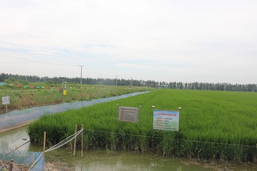 省总站、省协会组织考察学习潜江、天门“稻虾