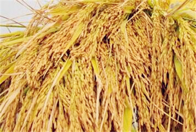 2016秋季水稻成熟了，价格能否再续强势