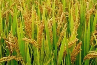2016秋季水稻成熟了，价格能否再续强势