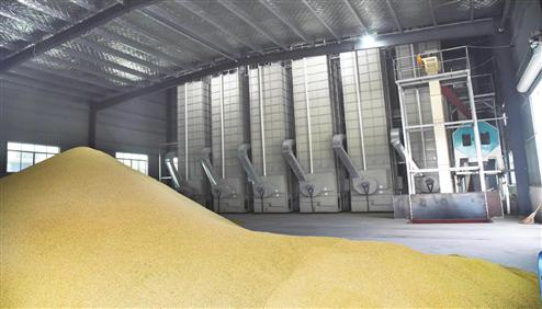 颗粒燃烧炉烘干机助力粮食丰收节本增效 颗粒燃烧炉烘干机助力粮食丰收节本增效