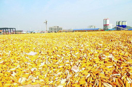 粮食生产规模化经营亟待突破多重短板掣肘 粮食生产规模化经营亟待突破多重短板掣肘