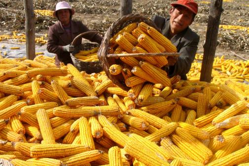 玉米市场提前“过年” 玉米市场提前“过年”