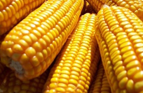 5月玉米价格将会分化 玉米拍卖将主导市场.jpg